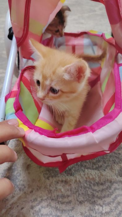 Продам котят хорошие породы