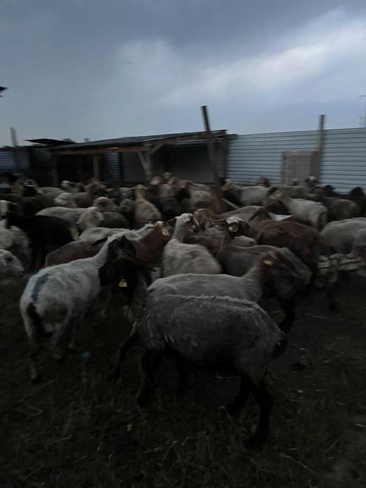 Бараны и козы ммми