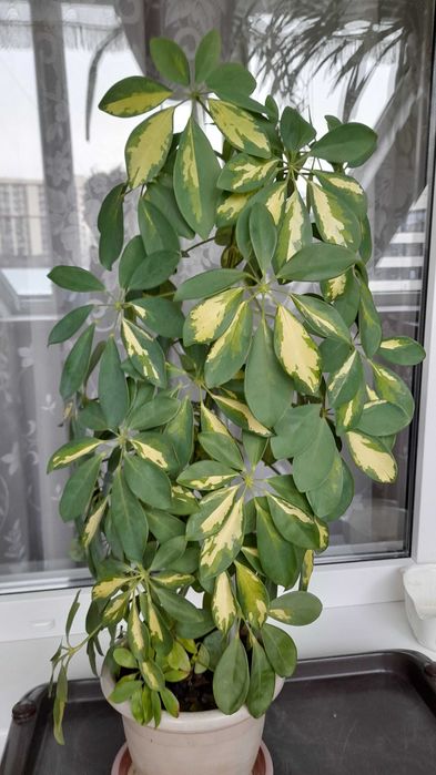 Продам цветок Шефлера