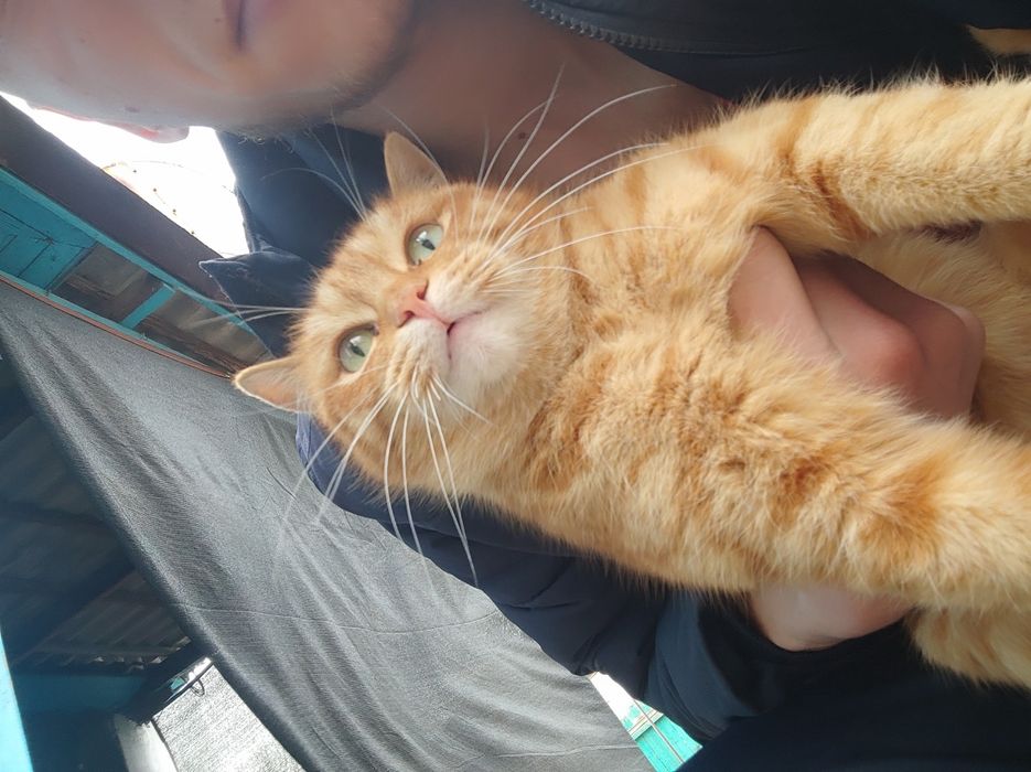 Отдам кошек и котов