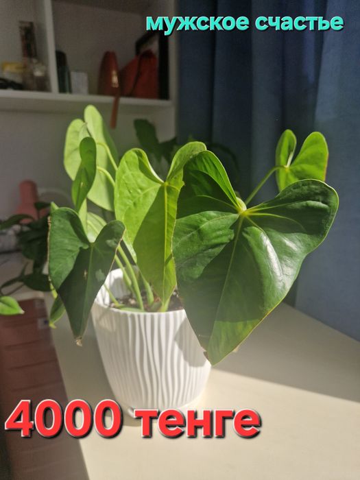 Комнатные цветы.