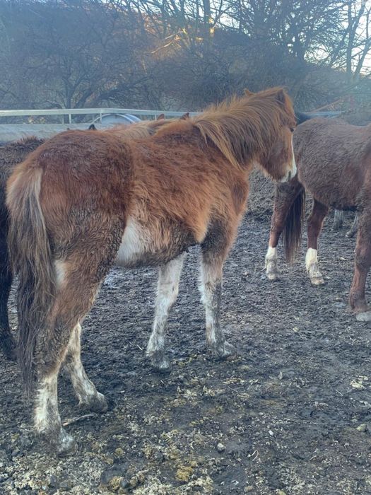 Жеребята на продажу