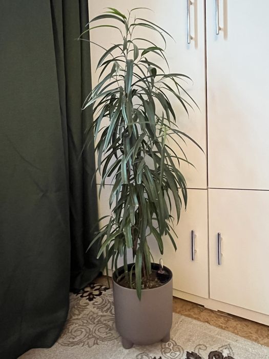 Фикус Биннендийка