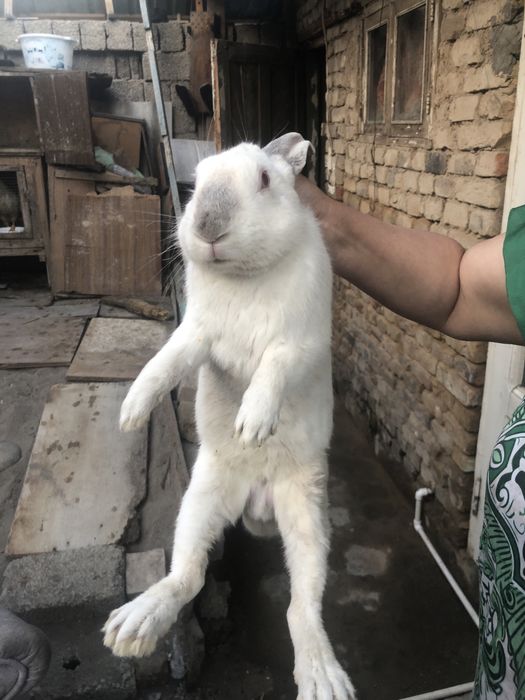 Заяц белый домашний