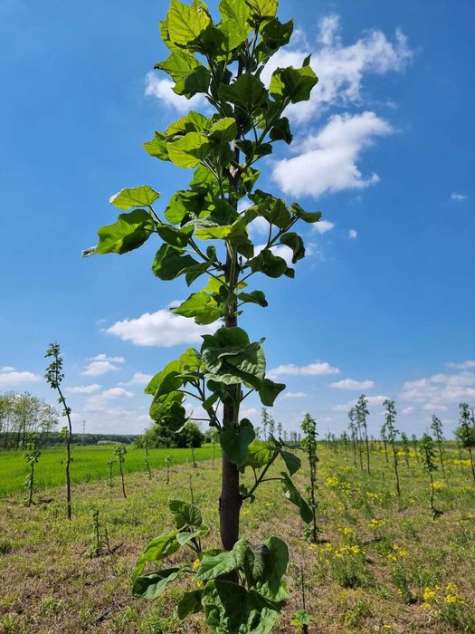 Paulownia Arbori Ornamentali