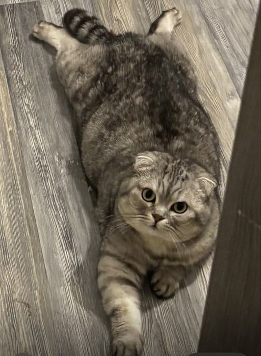 Кот 5-лет бесплатно ххххххх