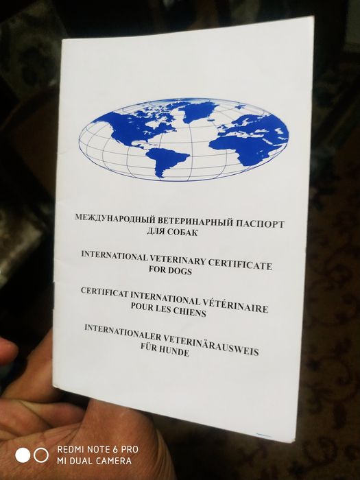 Вязка собаки (Кучук чатиштириш)