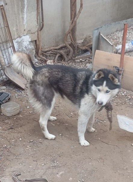 Haski it sotiladi turt oylik