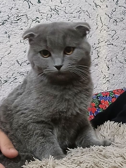 Skottish fold uy mushugi (erkak)