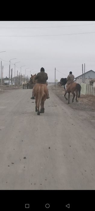 Продам лошадь (Мерин)