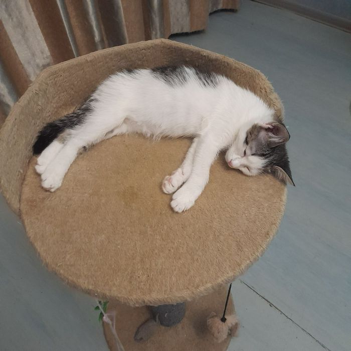 Отдам в добрые руки.