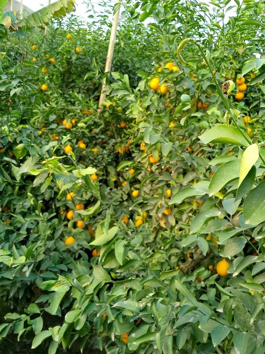 Лимон кочатлар ва мевалари