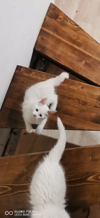 Мейн кун белые котята