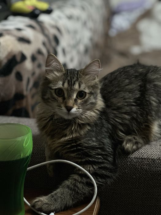 Отдам кошечку в добрые руки