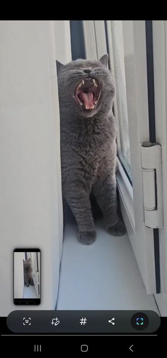 Британская кошка