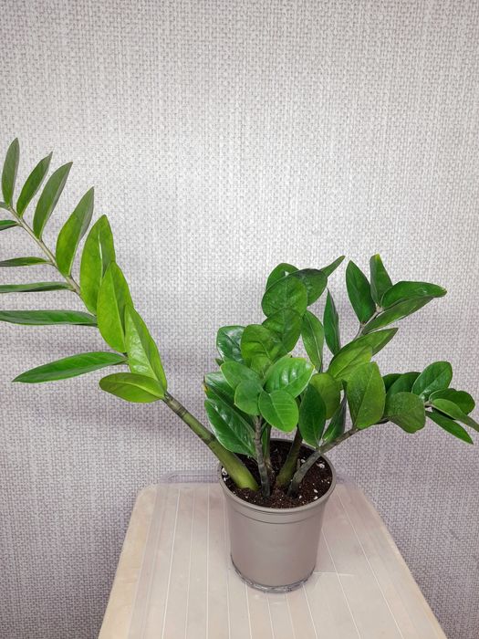 Продам Замиокулькас