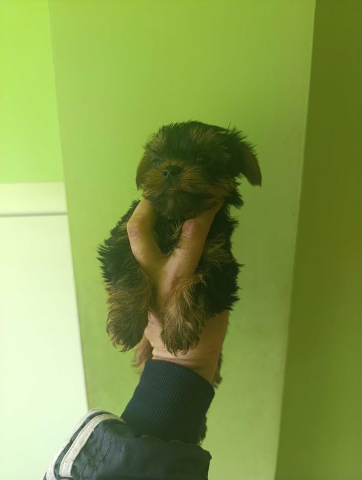 Йоркширски териери