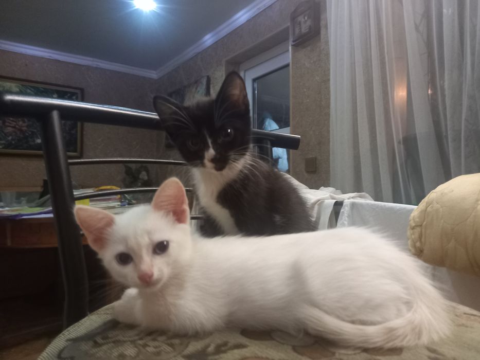 котята (белый, черный)