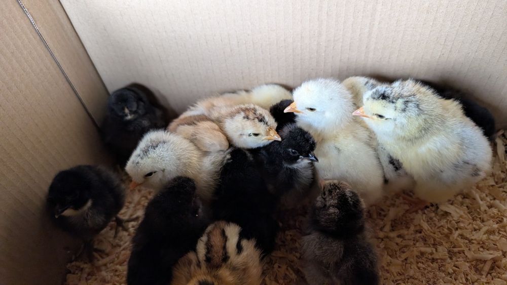 Pui țărănești,barbosi