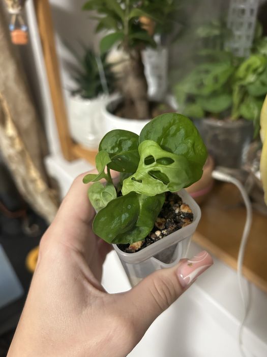 Alocasia Polly