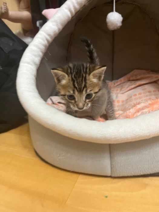 Котенок в добрые руки