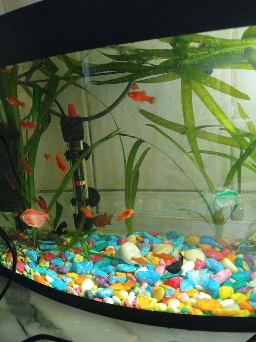 Яркие мальки меченосца