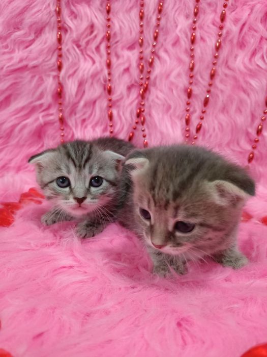 Продам вислоухих шотландцев