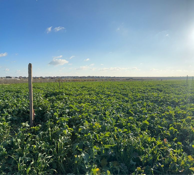 teren intravilan de vânzare – agigea, constanța – 500 mp