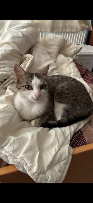 Pisica femela spre adoptie