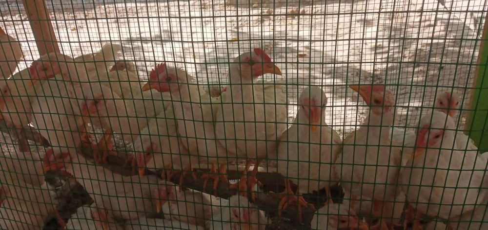 Soģlom tovuq.xòroz.jojalar sotiladi