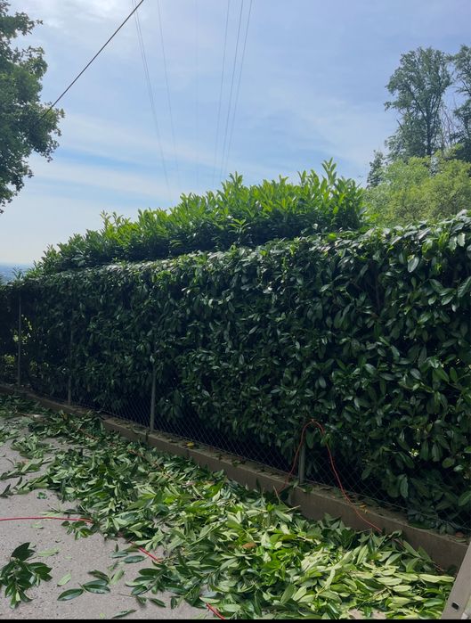 Intreținere gradina