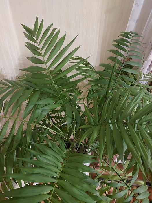 Комнатные  цветы