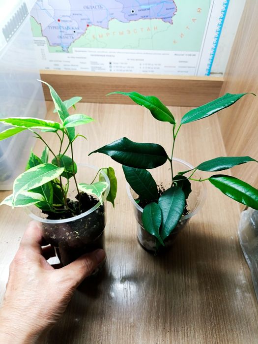 Фикусы Бенджамина