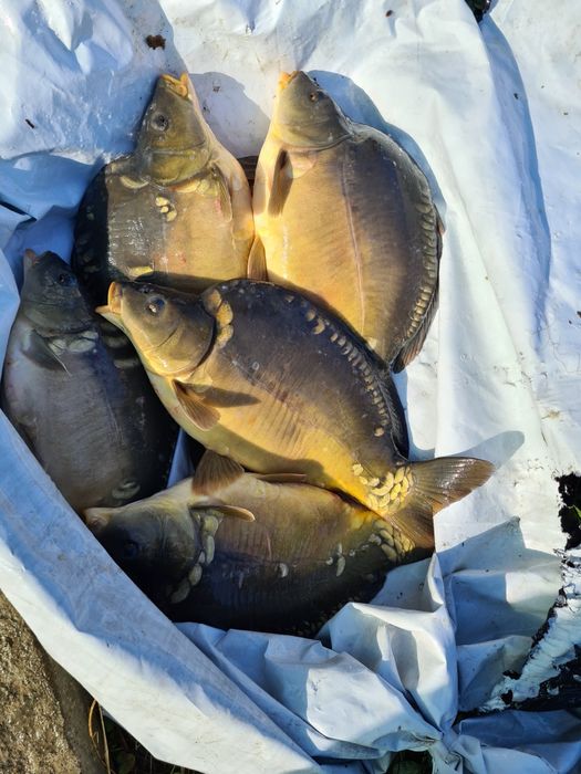 Puiet crap, lin, cten