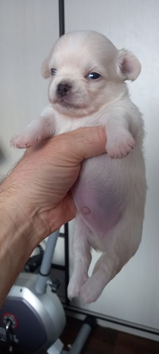Щенки   чихуахуа
