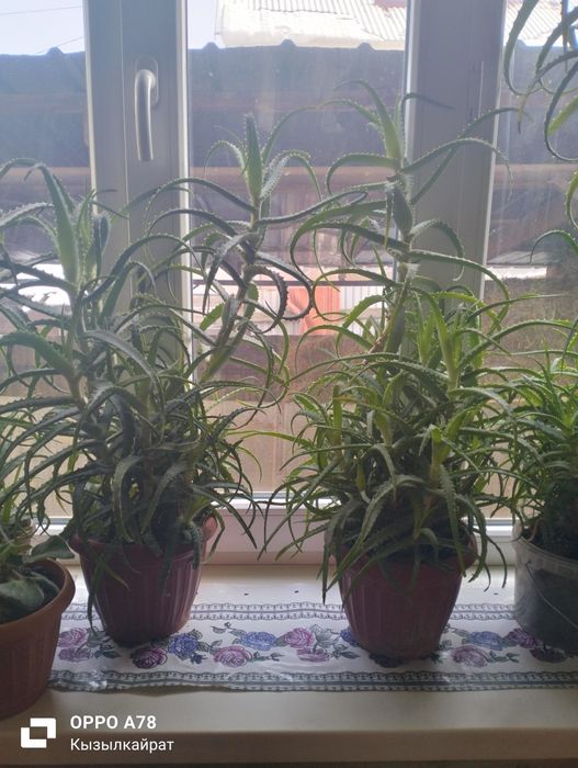 Продам алоэ  алоэ