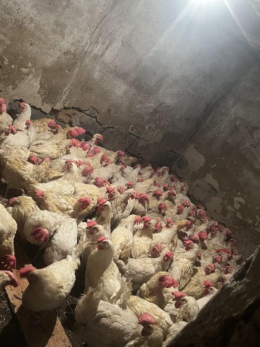 Продам поросят курей