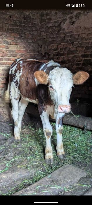 Vaci de calitate superioară – sănătoase, bine îngrijite (Unde Lie)