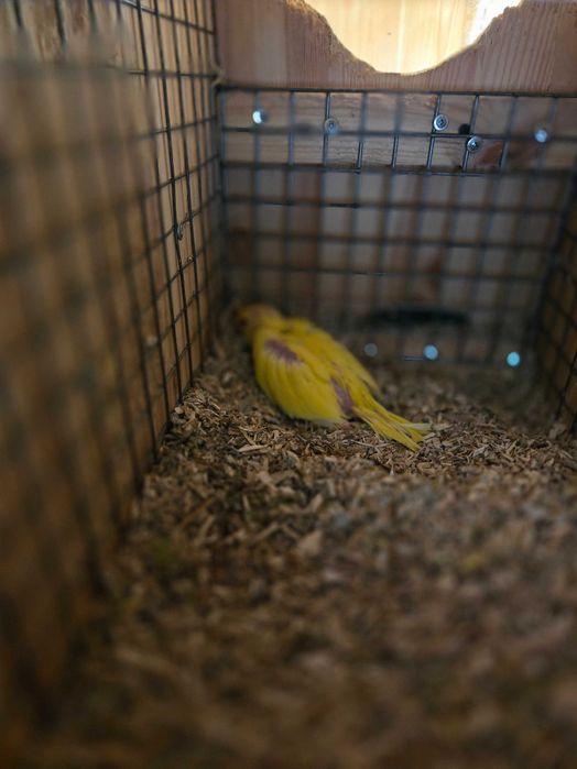 Papagal Micul Alexandru, Cuba, Calugar, Agapornis, Amazon bun vorbitor