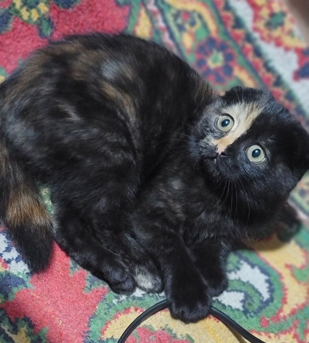 Продам котят фолд,страйт