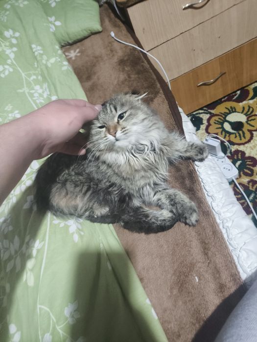 Mushuk sotiladi narxi kelishiladi