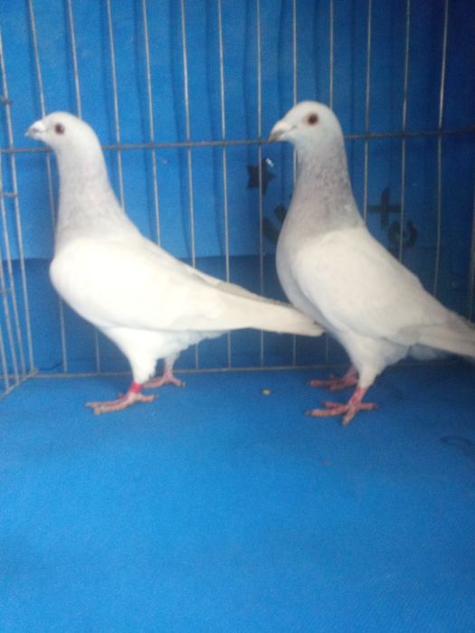 Vând porumbei de rasa