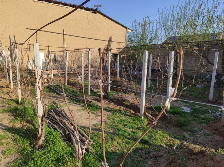 Узум ва ёнғоқ кўчатлари сотилади