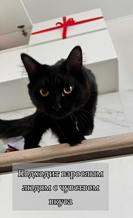 Славный котик ищет дом!