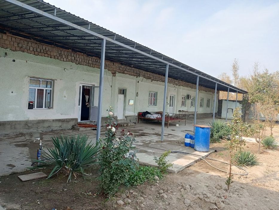 Kotta xovli sotiladi  sirdaryo tumani Sirdaryo shaxri .