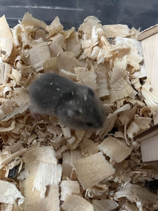 хомяки джунгарики