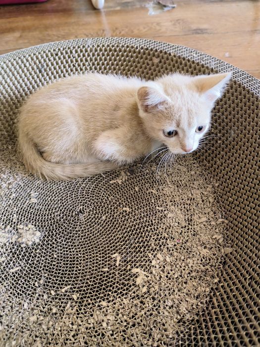 Ищем дом котятам