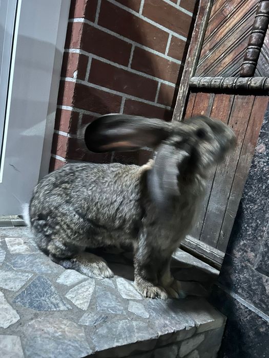 Продам крола Фландер