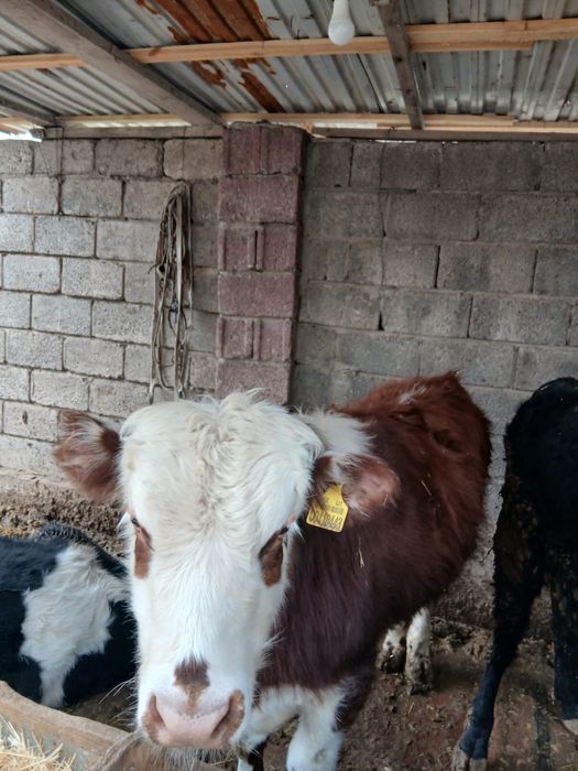 Ақ бас сатылады 9,10 айлық 4 ай откормда тұрған