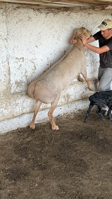 Акика ва курбонлик учун кучкорлар